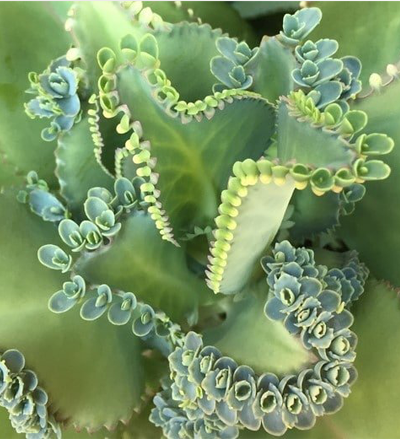 Mother of Thousands / bommenwerper 💣☘️